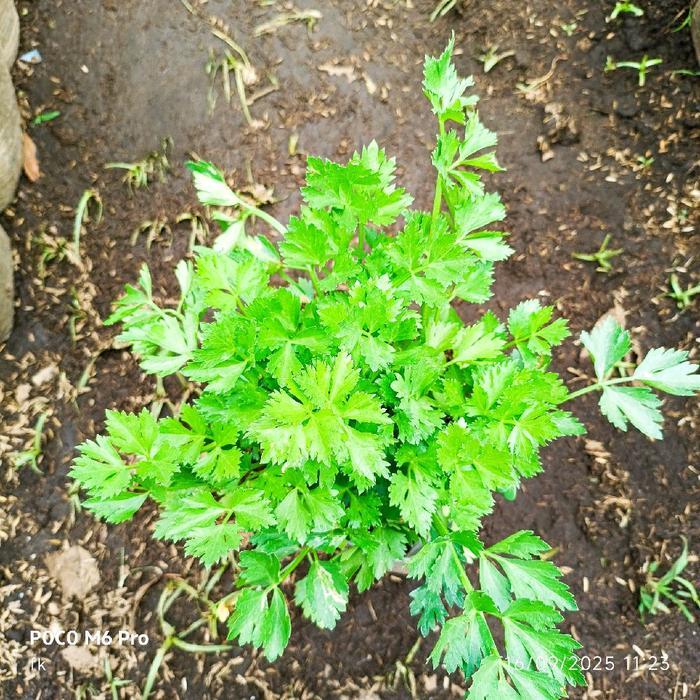 "New" Bibit Tanaman Seledri Hidup Siap Tanam - Bibit Sayur Organik Fresh Siap Tanam di Polybag