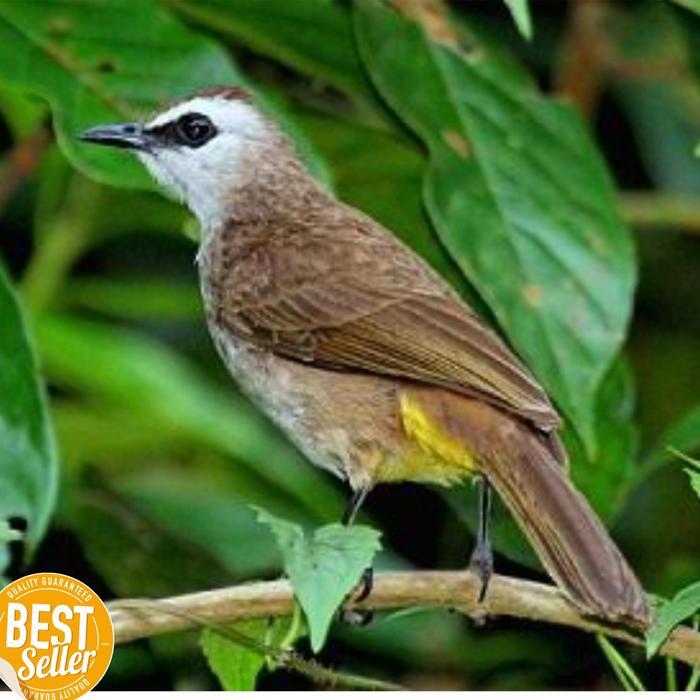 Ready Burung Trucuk Trucukan Jatim Body Big -Gratisongkir