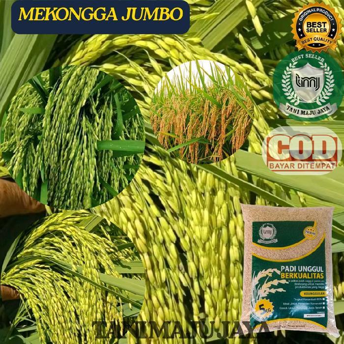 Terlaris Bibit Padi Benih Padi Unggul Varietas Mekongga Jumbo Kemasan 5 Kg Pupuk Tanaman