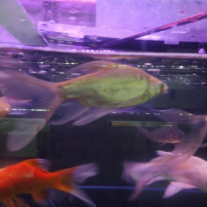 Ready Ikan Kapiat Slayer Cakep Penghias Aquarium Aquascape Only