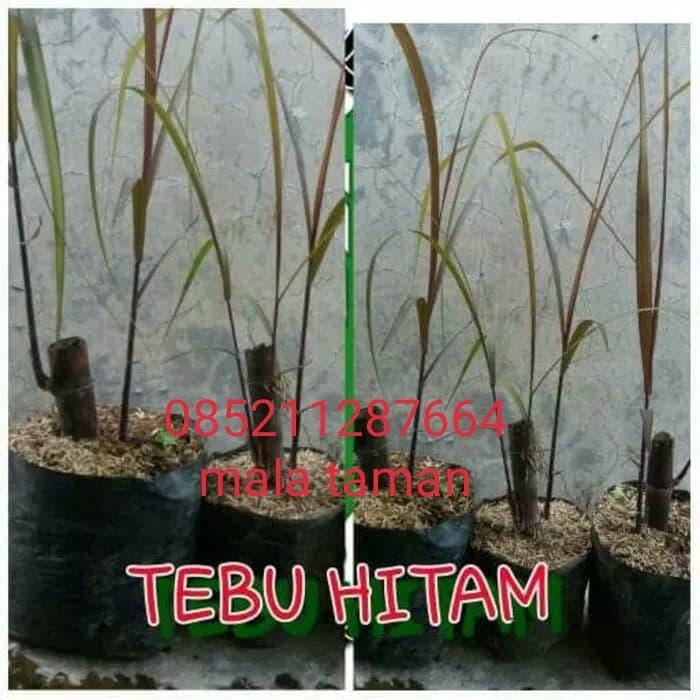 TERUJI Tanaman tebu ireng/tebu hitam