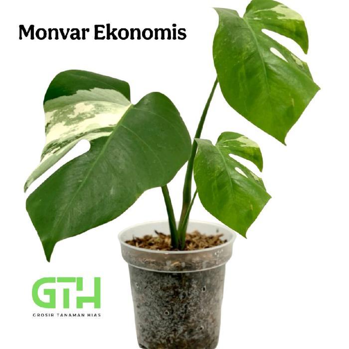 Tanaman Monstera Variegata / Monstera Varigata Daun Putih