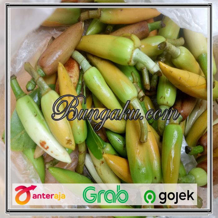 Bunga Kembang Kantil Putih Cempaka Kuncup Segar