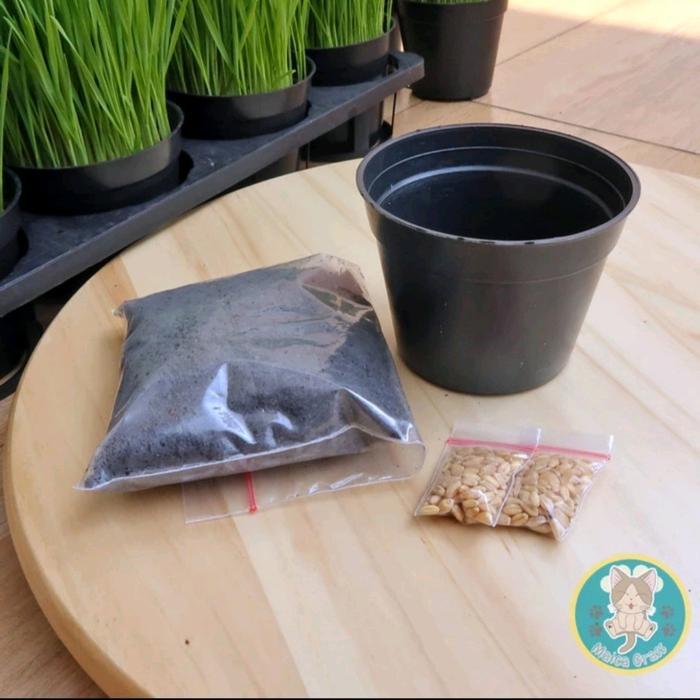 "New" DIY Rumput kucing/Rumput gandum - paket lengkap benih siap tanam