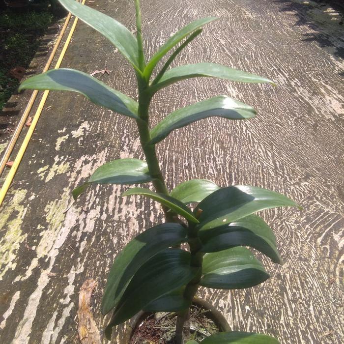 OBRAL tanaman anggrek indonesia raya. anggrek dendrobium