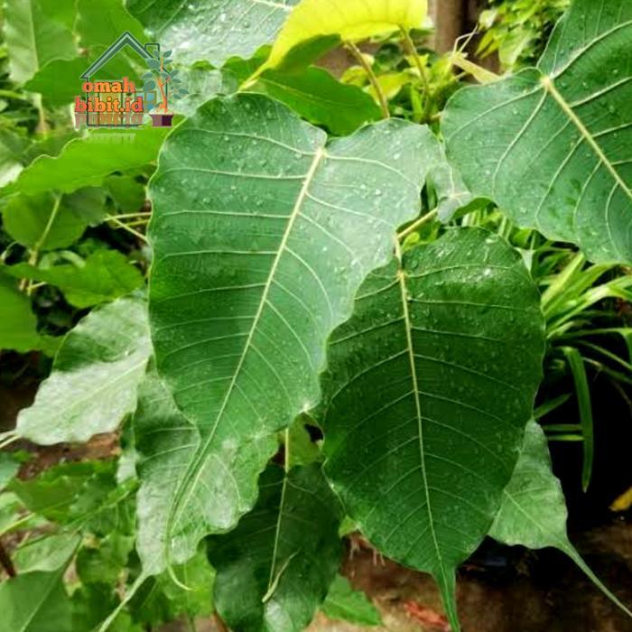 BIG SALE Tanaman Pohon Bodhi Tree (Ficus religiosa)