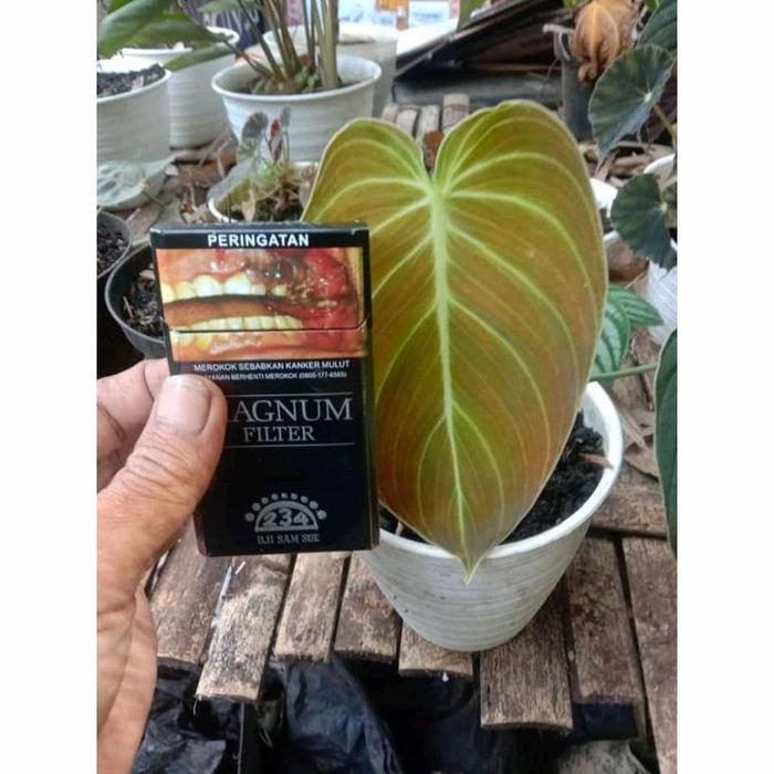 Philodendron Melanochrysum