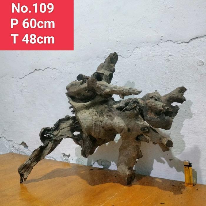 Ready Bonggol Akar Santigi Laut Kayu Santigi Laut Rre 109