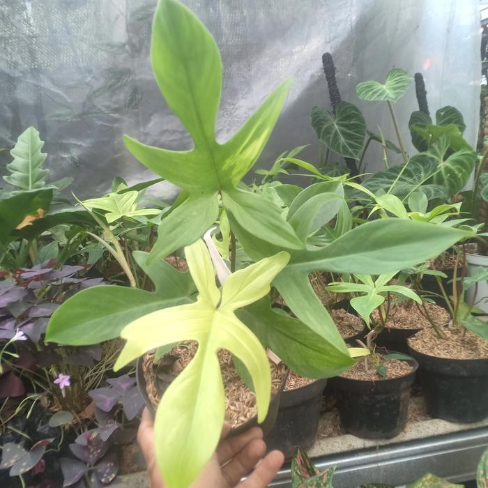 Philodendron Florida Ghost Mint