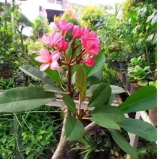 Tanaman Hias Kamboja Bali 1 Meter Bunga Pink/ Kuning.