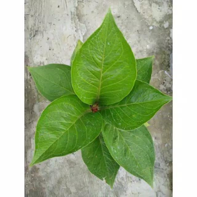Tanaman Hias Anthurium Jemani Cobra / Antorium Jenmani Kobra