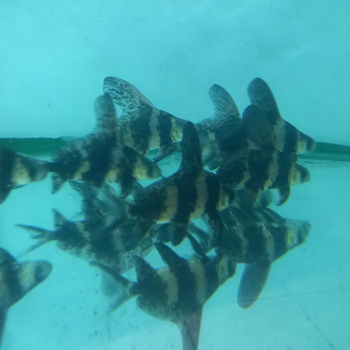 Ready Ikan Chf Chinese High Fin
