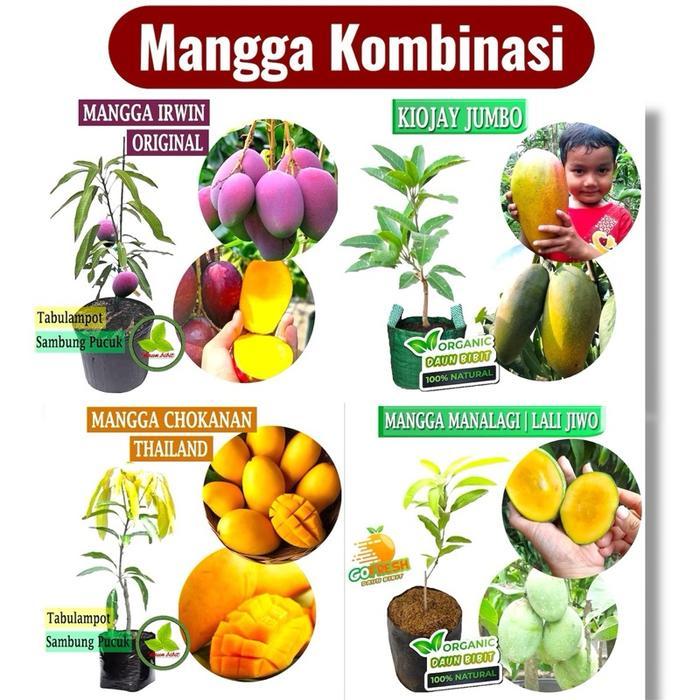 SIAPKIRIM Mangga Kombinasi Okulasi Cepat Berbuah - Bibit Mangga Kombinasi READY STOCK