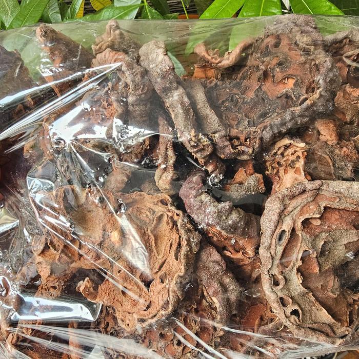 Sarang Semut Asli 500gr - Herbal Sarang Semut Asli