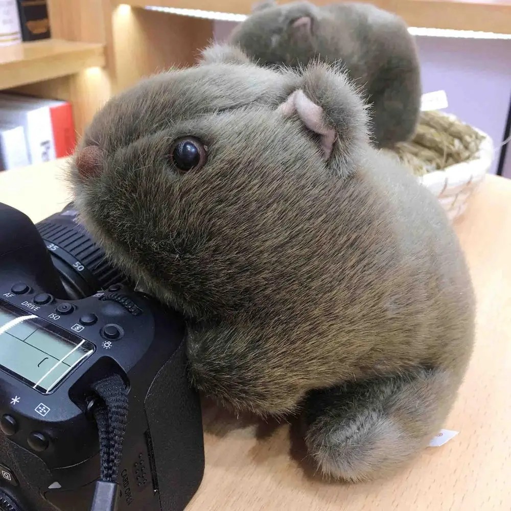 Animal 18-28cm Simulation Wombat Plush Toys Stuffed Wild Guinea Pig