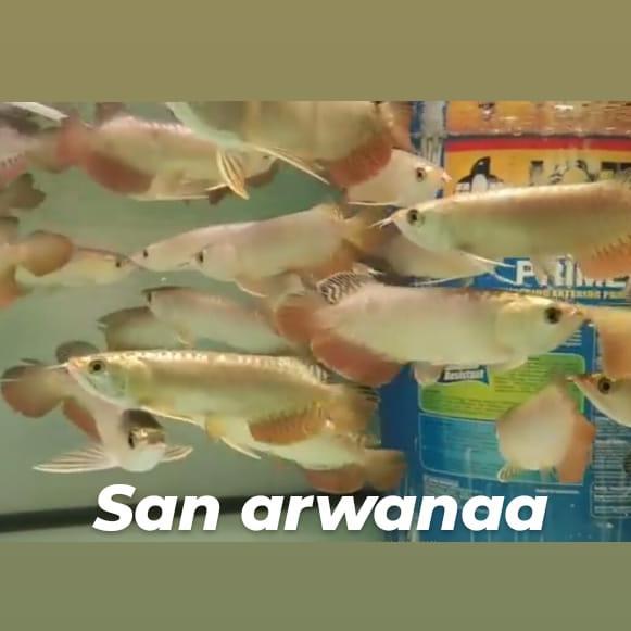 Ikan Arwana Golden Gh Crossback 24K #Gratisongkir