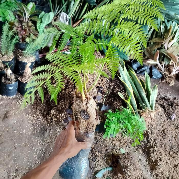 Pakis hutan pakis monyet tanaman hias/ pakis hutan ukuran remaja