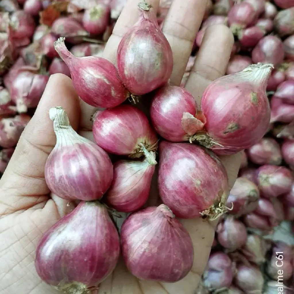 bawang merah probolinggo