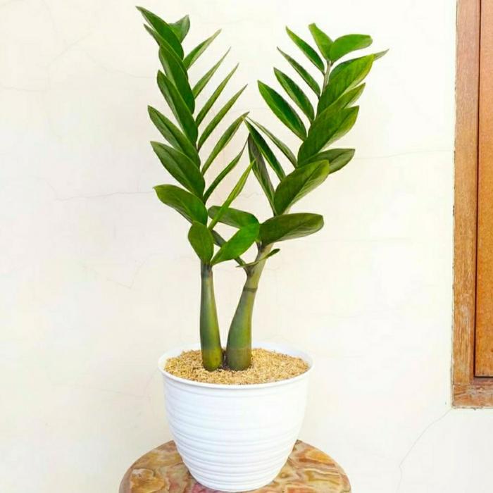 Tanaman Hias Zamia Dollar - Zamia Dollar