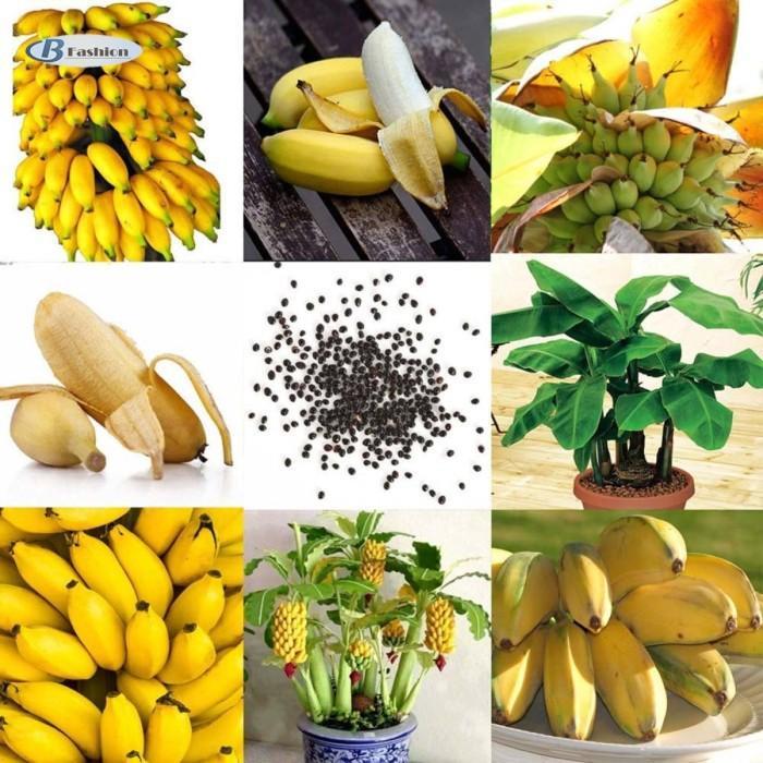 "New" Bibit Benih Biji Pisang Bonsai Mini Import isi 10 Biji