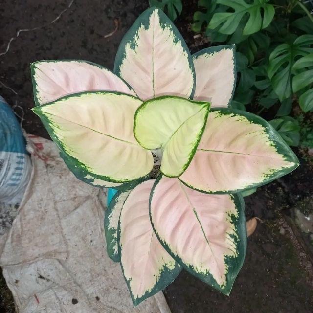 Tanaman hias aglonema kochin cahaya - Aglonema kochin cahaya
