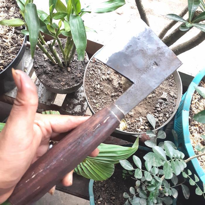 Promo Kampak Kelapa/Kupas Batok Kelapa (Baja Per Asli ) Kitchenware