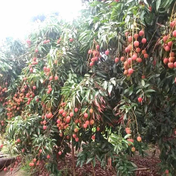 tanaman buah leci