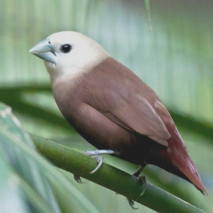 Burung Emprit Kaji Sepasang Pilihan