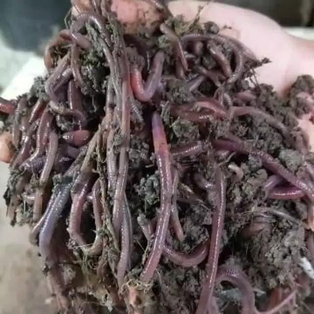 Pakan umpan ternak unggas ikan belut lumbricus budidaya 1/4 kg 250 gr