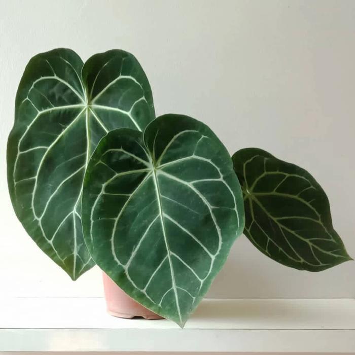 Anthurium Magnificum / Kuping Gajah Batang Kotak Size Jumbo
