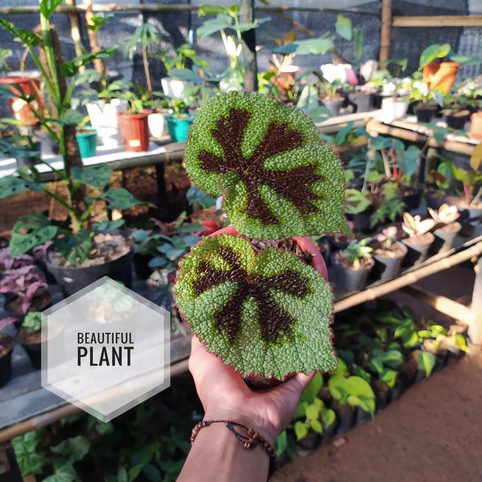 Tanaman Begonia Tapak Macan / Begonia Tapak Macan
