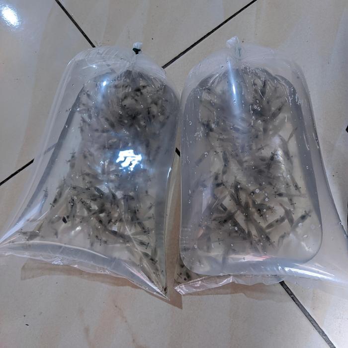 Udang Hidup Pakan Ikan Predator, Umpan Pancing Dll
