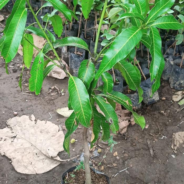 ASLI BIBIT MANGGA KOMBINASI 2 JENIS READY STOCK