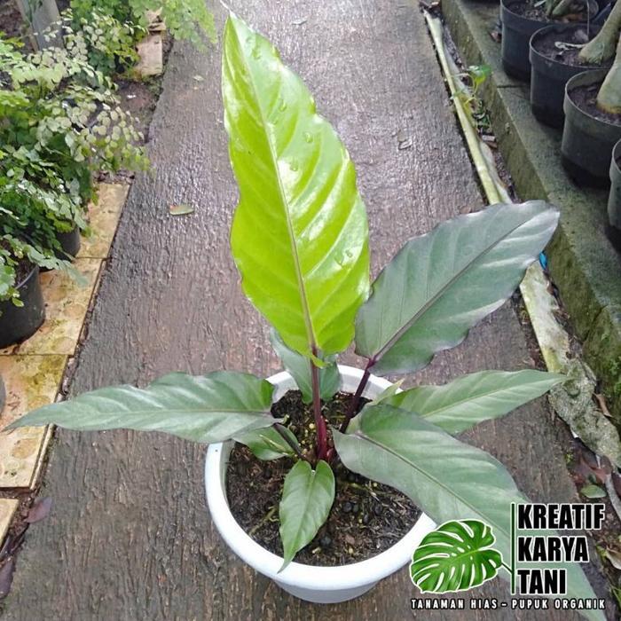 Terlaris Tanaman Hias Anthurium Black Beauty - Anturium Black Beauty -Gratisongkir