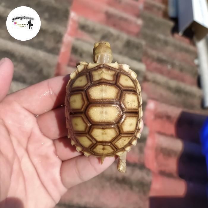 New Mainan Sulcata Darat Kura 5-6-7-8 Cm