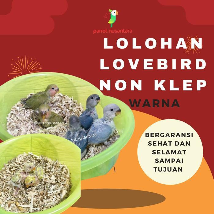 New Lolohan Lb Non Klep Warna