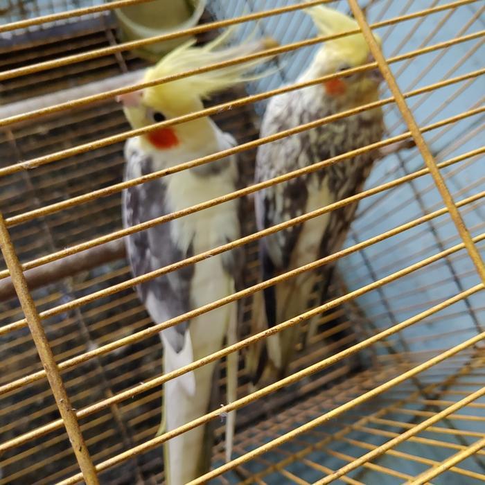 Burung Parkit Australia Sepasang/Satuan #Gratisongkir