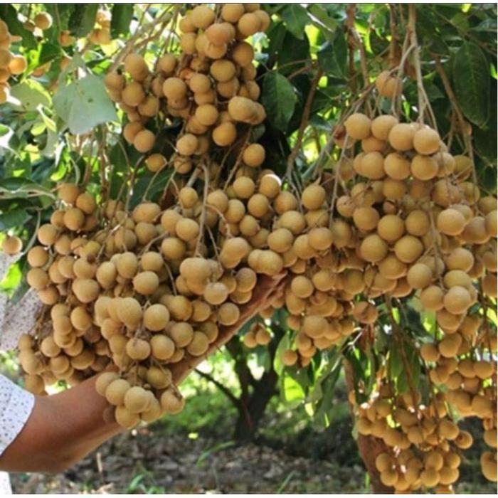BIBIIT KELENGKENG NEW CRISTAL HASIL OKULASI POHON BUAH SEGAR UNTUK TAMAN ANDA