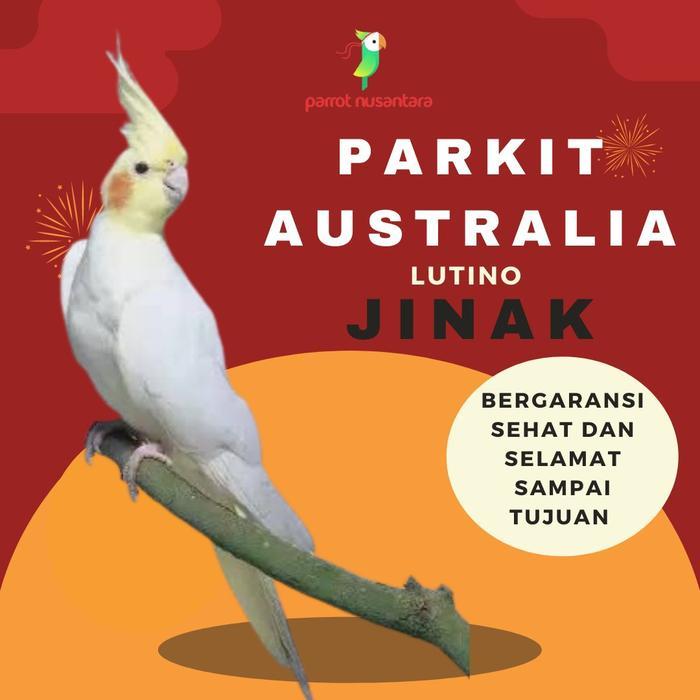 burung parkit Australia lutino jinak