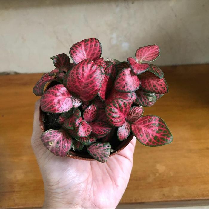 Terlaris Tanaman Hias Fitonia Import Mini + Pot Tawon -Gratisongkir