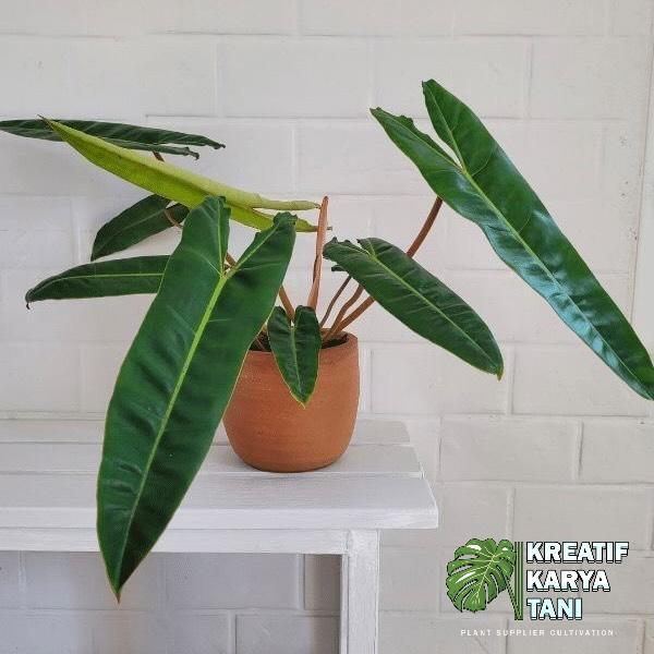 Terlaris Tanaman Hias Philodendron Bilitiae Kabel Busi - Kabel Busi Original -Gratisongkir