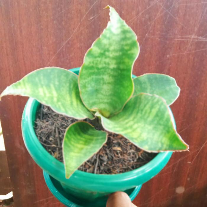 sansevieria dragon compacta varigata tanaman pot meja