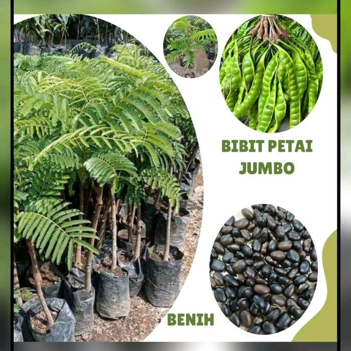 ASLI BENIH PETAI JUMBO (BBT PETAI JUMBO) SUPERUNGGUL READY STOCK