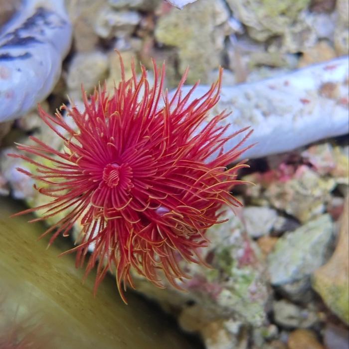 cacing koker pipa merah red fan worm rare unit aquarium laut hias cantik