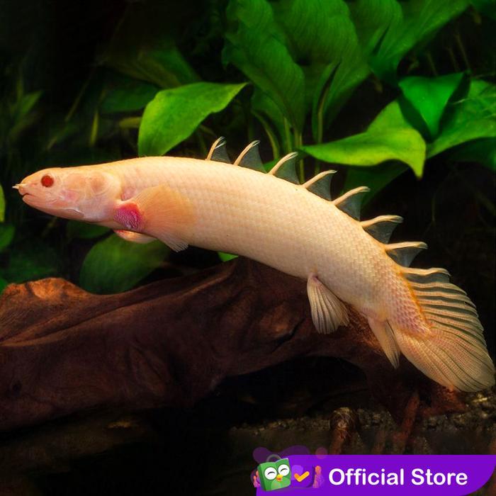 Terlariss Albino Palmas - Naga Air Tawar / Ikan Predator / Ikan Hias Aquascape