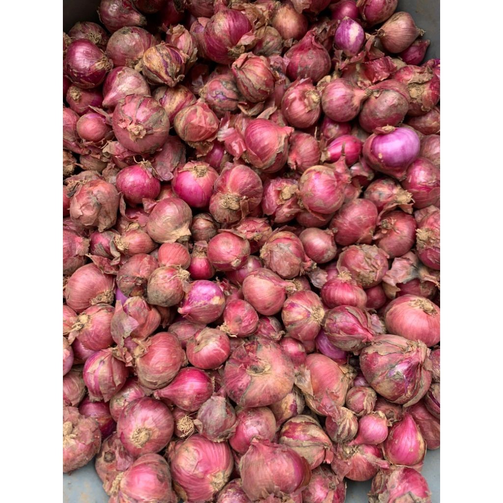Bawang merah karet 1 kilo