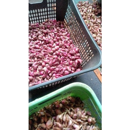 BAWANG MERAH BREBES 1/2 KG HARGA GROSIR