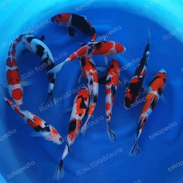 Paket 10 Ekor Koi Warna +Bonus ,Grade A Qualty Import Size15-20Cm Terlaris