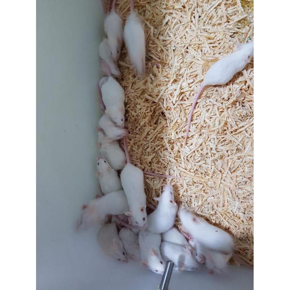 Mencit Dewasa Betina Perawan Siap Ternak,,Berat 20Gram Keatas,,1 Ekor Murah
