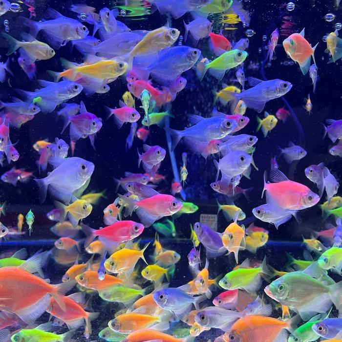 Glofish / Glowfish / Ikan Warna Warni Aquascape